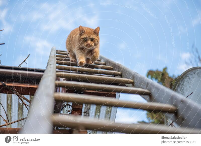 Red cat climbs down the ladder. Red hangover cat red Ladder Climbing Pet Domestic cat Cat's head Looking red fur Blue sky not surrender sb./sth. Target