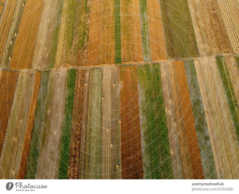Aerial view of cultivated green fields and agricultural parcels with gold wheat, straw rolls. Countryside landscape, rows geometric shape fields. Concept of agrarian industry. Ukraine