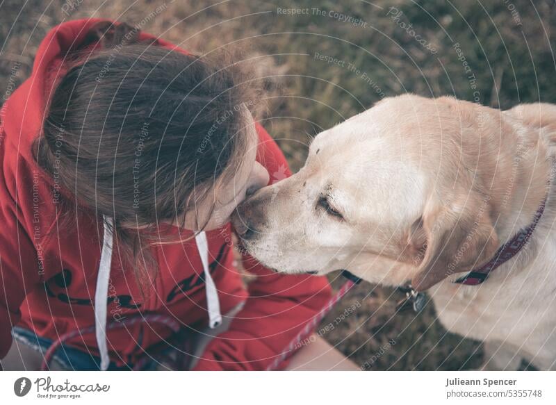 Young girl with Labrador dog labrador girl and dog red sweatshirt young girl yellow lab yellow labrador old dog girl and dog in field love your dog dogs