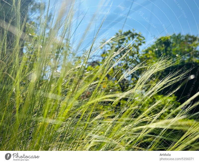 Grasses in summer wind with trees grasses Summer Blue sky Meadow Wind Sunlight Nature Plant Green blurriness Sky