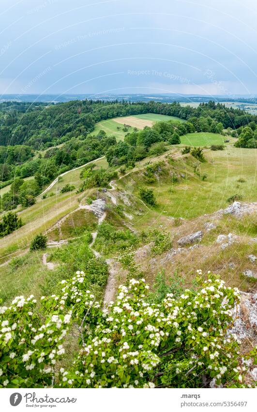 Swabian Alb Hill Lanes & trails Mountain ridge Horizon Sky Clouds Summer Meadow flowers Blossoming Forest Nature Landscape