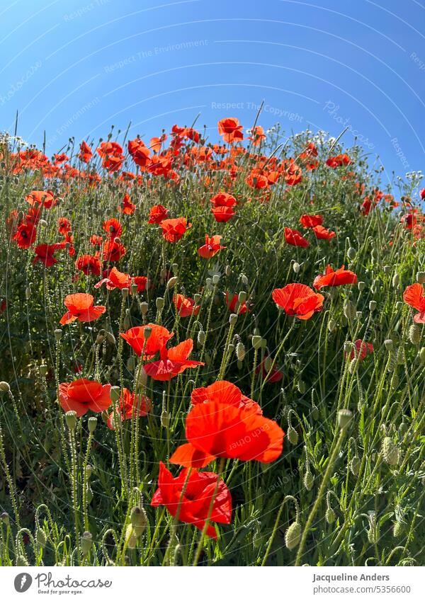 red poppy with blue sky Poppy flowers Red poppies Field Poppy Field Sky Blue Blue sky Flower Blossom Nature Summer Meadow Plant Poppy blossom Exterior shot