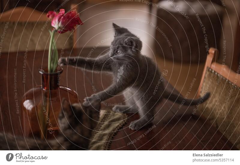 Baby cat playing with a flower Kitten russian blue Russian Blue Cat frisky Pet Cute Cat's paw Tulip Effortless Curiosity Animal portrait cat picture baby cat