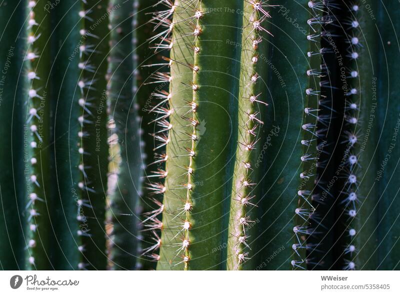 Prickly things - a giant cactus in the botanical garden Cactus cacti Plant Botany Garden Greenhouse Orangerie prickles Thorny prickly Pierce Caution esteem