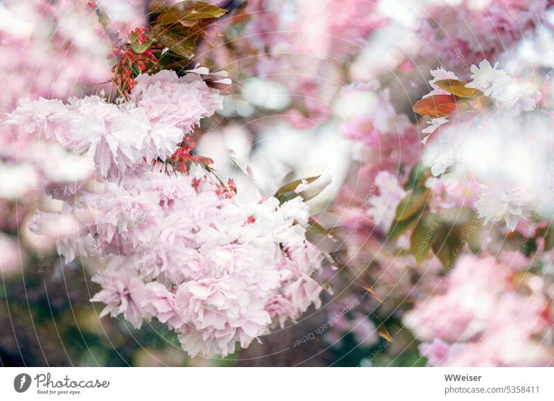 A magically rosy, fluffy, fragrant cloud of cherry blossoms Cherry tree flowers Fragrance Romance romantic Kitsch pretty Dream Dreamily dream fragrances