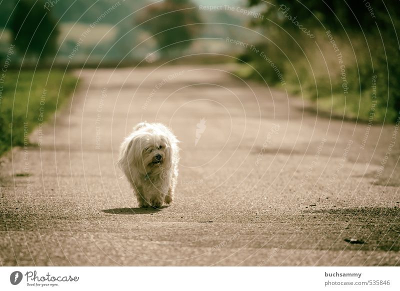 Lonely Dog Nature Animal Autumn Beautiful weather Tree Grass Field Street Lanes & trails Pelt Long-haired Pet 1 Going Small White Loneliness best friend bichon