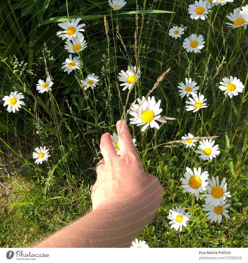 a hand over a flower meadow in summer Summer Blossoms Summery Summer feeling summer flower Summer vacation pretty Day Green Wild plant Hand Nature Pick