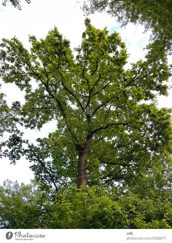 A mighty oak stretches towards the sky: green, alive and beautiful. Tree trees Oak tree Large Strong vigorously Green Nature Plant Forest Old Environment