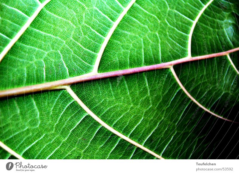 green phase 1 Leaf Green Vessel Plant Photosynthesis Macro (Extreme close-up) Line Close-up Leaf green