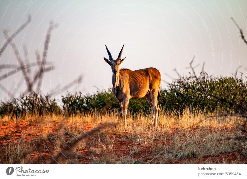 Animal Wanderlust Love of animals Africa Animal protection Safari Namibia Savannah Grass Antelope Commen eland Kalahari desert Wilderness Wild animal Free