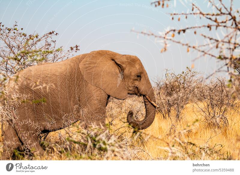 Strong Animal portrait Bushes Love of animals Animal protection aridity Savannah Grass Impressive especially Sky Landscape Vacation & Travel Nature Freedom