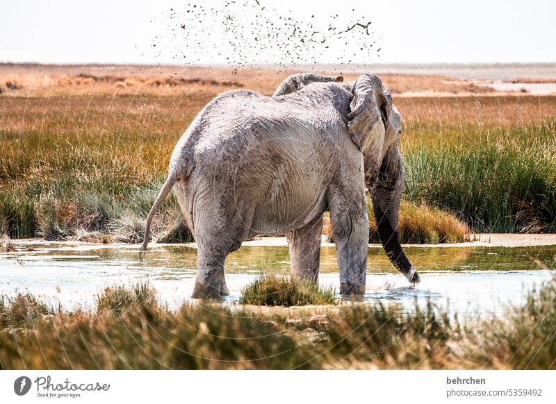 morning toilet Mud Mud bath Animal portrait Animal protection especially Love of animals Waterhole Landscape Nature Grass Impressive Freedom Africa wide