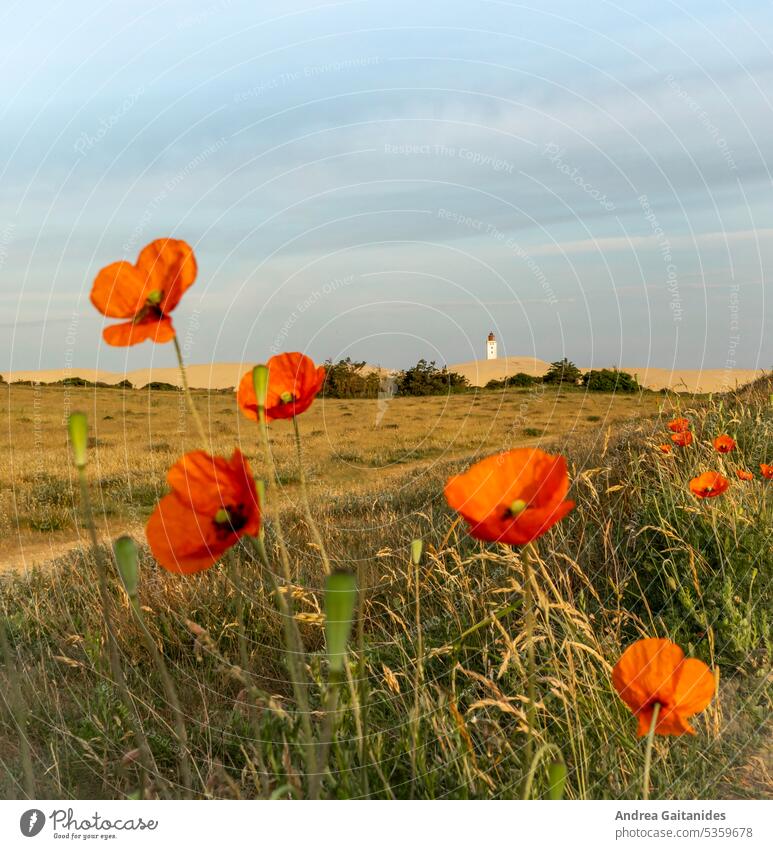 Poppies slightly out of focus in foreground and Rubjerg Knude lighthouse visible in the background, 1:1, square Poppy blossom poppies poppy flower Blossoming