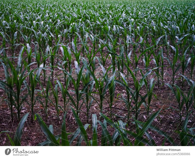 Corn Field farming farming ground agriculture field nature natural growth rural organic plant harvest farmland background crop vegetable countryside