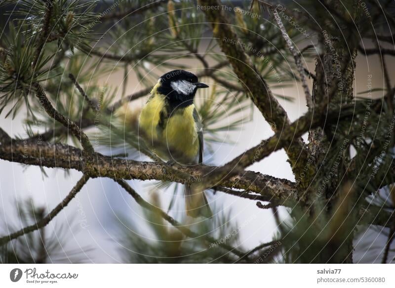 Great tit sits on a pine branch Ornithology Tit mouse Bird songbird Nature Animal Small Exterior shot animal world Colour photo Cute Close-up Twigs and branches