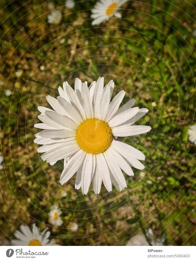 Sunny day flower Flower flowers Nature Plant Blossom Blossoming Spring Garden Colour photo Green Summer Exterior shot Meadow Flower meadow Meadow flower