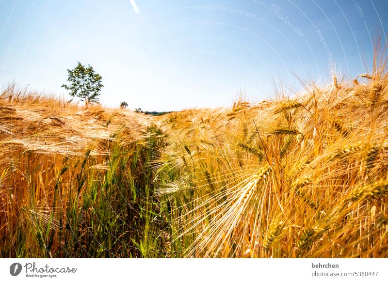 grain to grain spike Sky Food Nutrition naturally Awn Healthy Important valuable golden Field Grain Oats Wheat Rye Barley Grain field Summer Agriculture