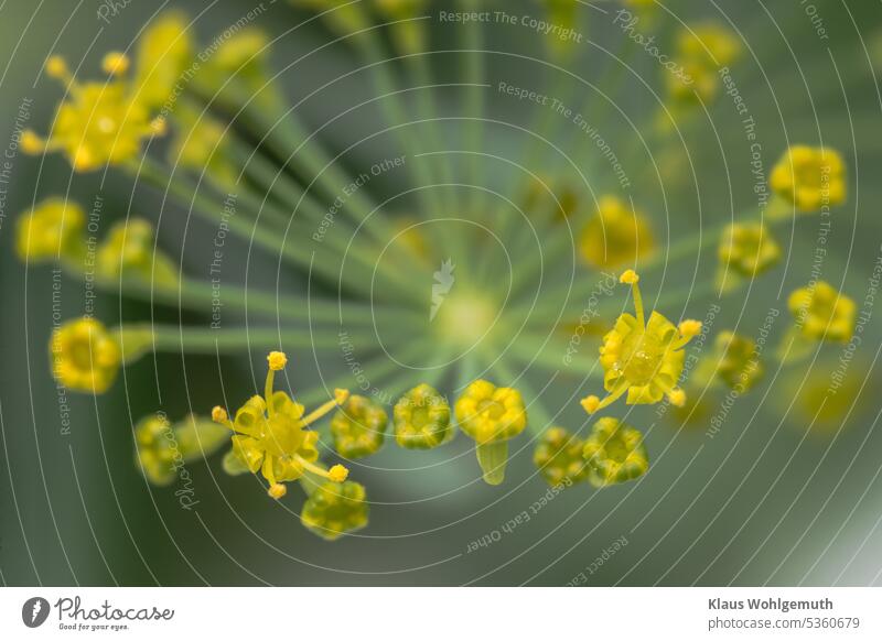 Flower of dill, very close Dill Dill blossom Dill flower dill umbels Dill weed Dill plant Macro (Extreme close-up) macro Macro photography Garden garden plant