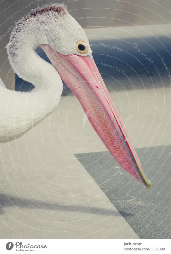 Australian pelican portrait Spectacled Pelican Animal Bird Wild animal birdwatching Neutral Background Animal portrait Beak Animal face Ground Surface geometric