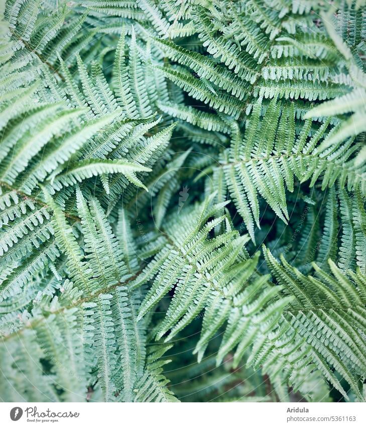 fern Fern Fern leaf Nature Green Plant Leaf Foliage plant