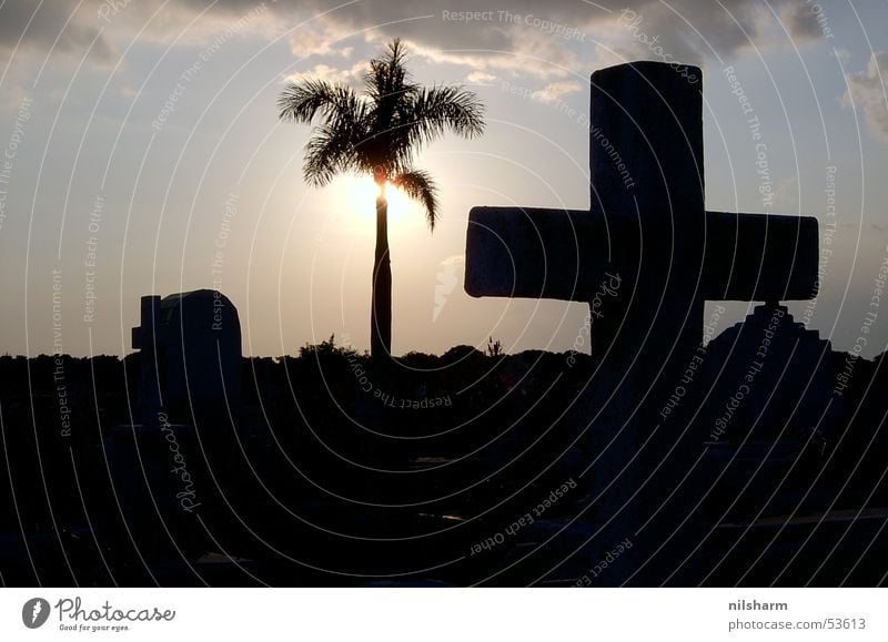 Cemetery in Cuba Palm tree Back-light Sun