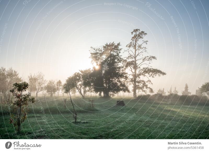 Sunny sunrise in the countryside of Uruguay. aberdeen aerial agriculture angus animal animals argentina background beef black bovine breed calf calf cow cattle