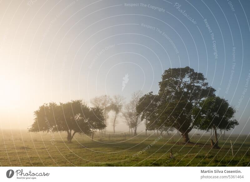 Sunny sunrise in the countryside of Uruguay. aberdeen aerial agriculture angus animal animals argentina background beef black bovine breed calf calf cow cattle