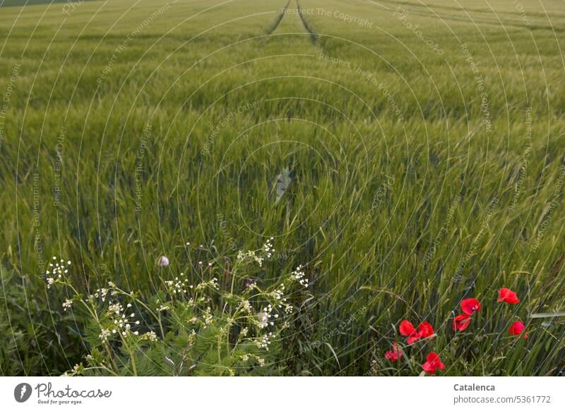 The grain field lies before me like a green carpet Nature Landscape flora Plant Agricultural crop Grain Hordeum vulgare sweet grasses Barley Triticeae Field