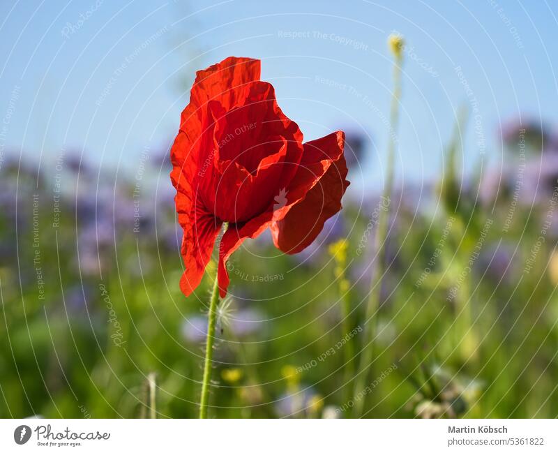 Poppy flower isolated in cornfield. Blue cornflowers in background. Landscape grain wheat meadow sky green red nature agriculture cultivation natural fertile