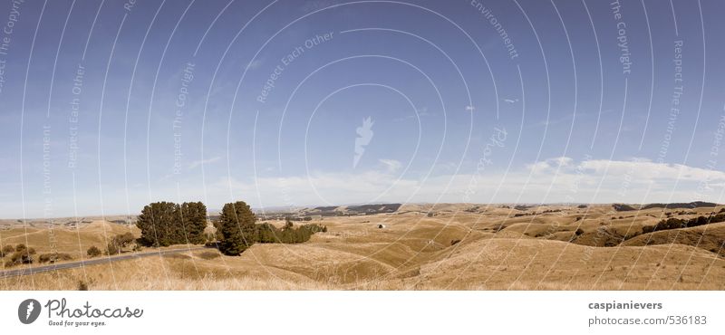 Rolling fields of New Zealand Environment Nature Landscape Earth Sky Cloudless sky Summer Grass Field Hill Napier Blue Brown Orange Dry Hot Grassland