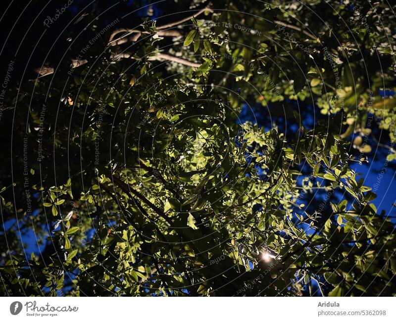 Shrub at night in street light shrub bush twigs Twigs and branches Nature Plant Exterior shot Night Street lighting leaves Light Green Blue blurriness Eerie