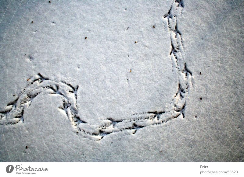 Searching for clues Bird Footprint Tracks Snow