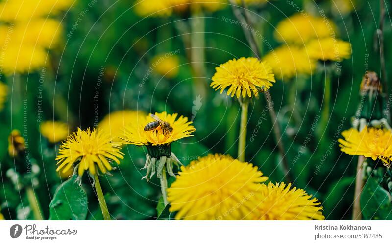 Bee on yellow dandelion flower collecting nectar. Insects gathering pollen. animal background beautiful beauty bee bee companions bee gathering bee on meadow