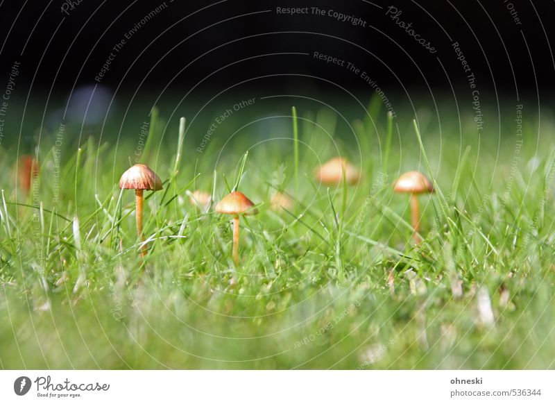 &lt;font color="#ffff00"&gt;-=Noch´n=- sync:ßÇÈâÈâ Nature Mushroom Mushroom cap Shaggy mane Garden Meadow Green Colour photo Exterior shot Copy Space top