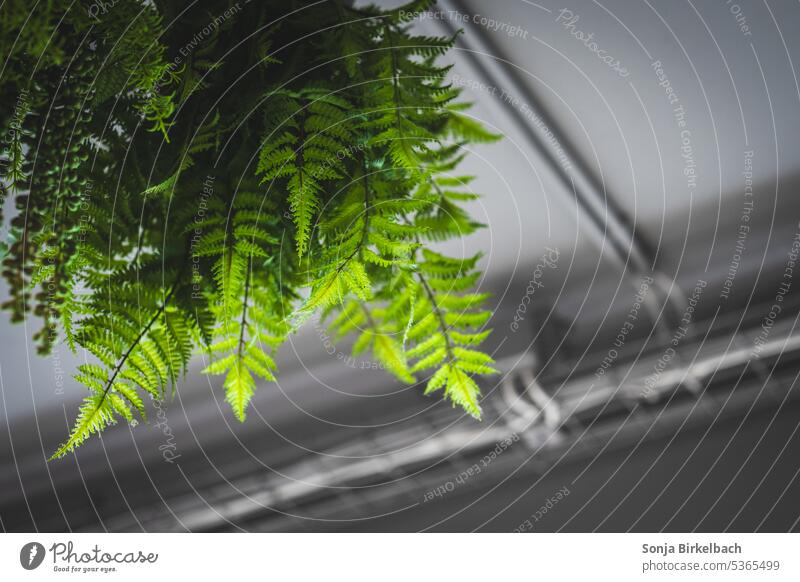 Hang out for a while Fern plants Ceiling Decoration Green luminescent Plant Colour photo Nature Artificial plants Abstract Fresh Leaf Garden Back-light