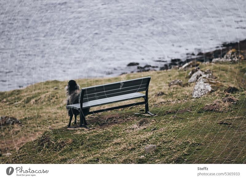 a bench on the Faroe Island of Streymoy Faroe Sheep färöer Faroe Islands Sheep Islands Black sheep seat Being alone Peaceful Seating Wooden bench recover set