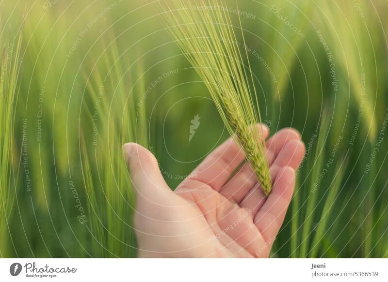 Barley in hand Barleyfield spike food Sustainability Harvest Nutrition Agriculture Summer Grain Grain field Ear of corn Field naturally Plant Cornfield Green