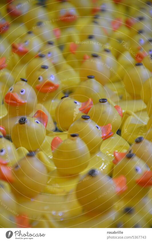 parallelwelt | in the plastic land of squeaky ducks Duck Squeak duck Yellow bathe be afloat quantity mass Many One of many Swimming & Bathing Toys Bathtub Funny