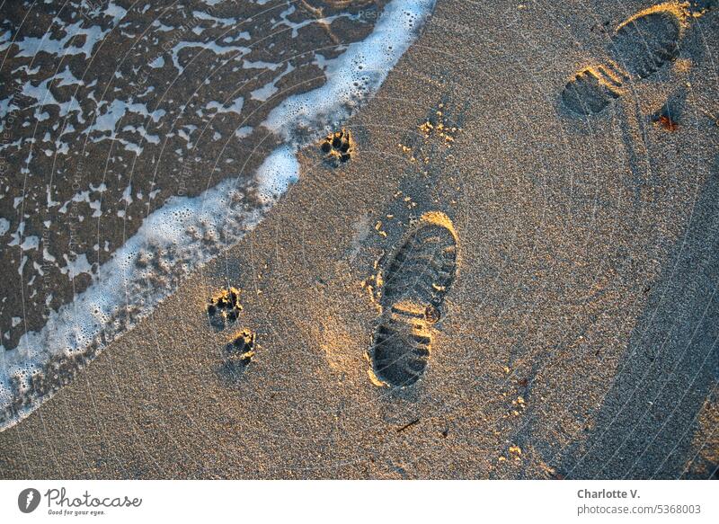 Footprints of man and dog on beach in evening light footprints Beach Sand Water Ocean Paw prints shoe prints Vacation & Travel Exterior shot Sandy beach Tracks