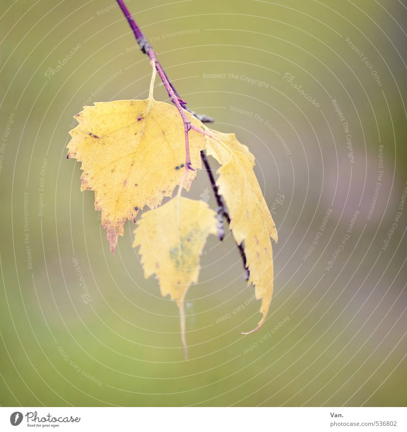 We're just hanging out. Nature Plant Autumn Tree Leaf Twig Birch tree Yellow Green Limp Colour photo Subdued colour Exterior shot Close-up Deserted