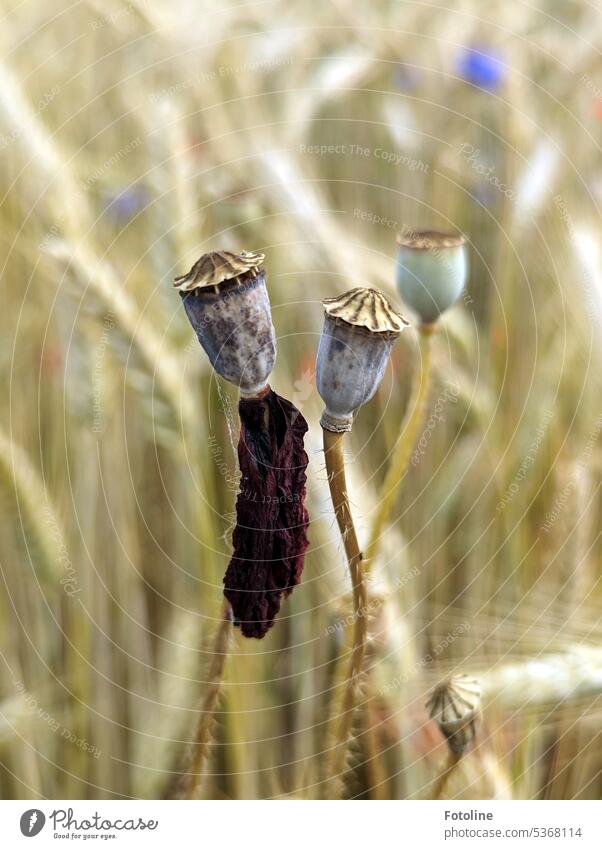 Poppies rise up in the cornfield. Two capsules have withered. A withered leaf hangs down from one. It looks like a skirt. Poppy Flower Summer Plant