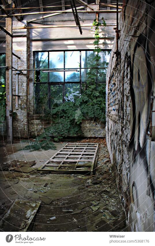 In this long-abandoned place, nature grows in through the window lost place forsake sb./sth. Forget Decline Derelict Room Hall Window plants Nature wax Time
