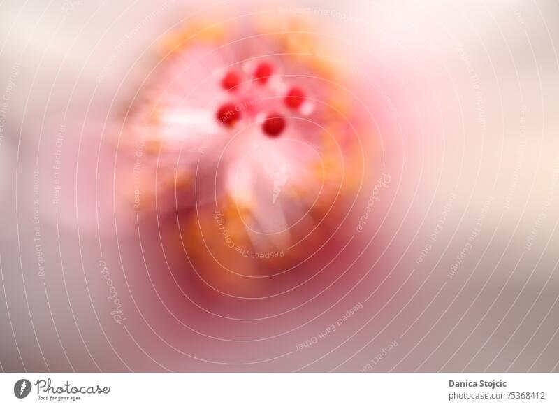 Hibiscus flower with soft drawing hibiscus flower Pink Delicate delicate colours tender tones Pastel shades Smooth romantic blurriness blurred Abstract Artistic