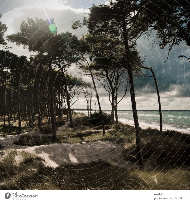 western beach Environment Nature Landscape Plant Sand Water Sky Storm clouds Horizon Climate Weather Beautiful weather Wind Tree Bushes Waves Coast Baltic Sea