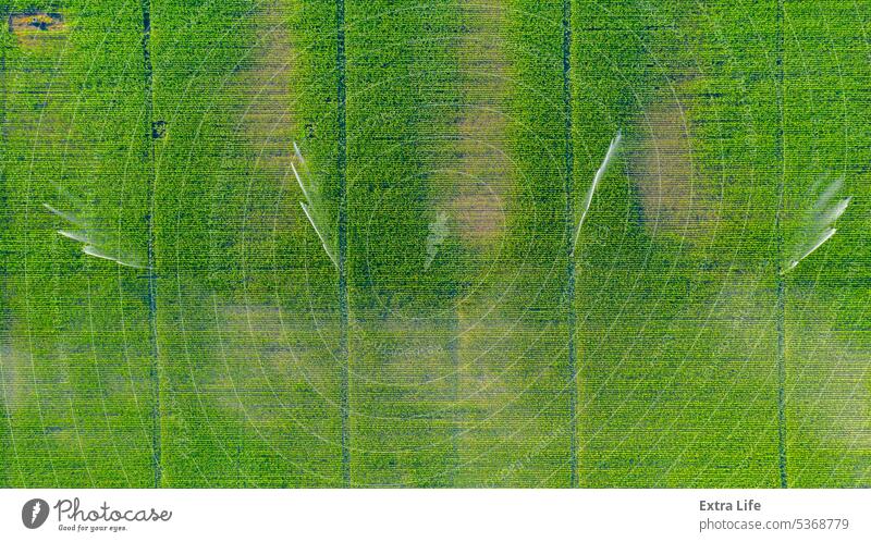 Aerial view on high pressure agricultural water sprinkler, sprayer, sending out jets of water to irrigate corn farm crops Above Agricultural Agriculture Cereal