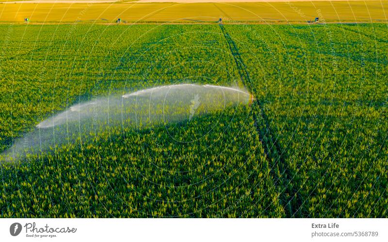 Aerial view on high pressure agricultural water sprinkler, sprayer, sending out jets of water to irrigate corn farm crops Above Agriculture Cereal Coil Corn