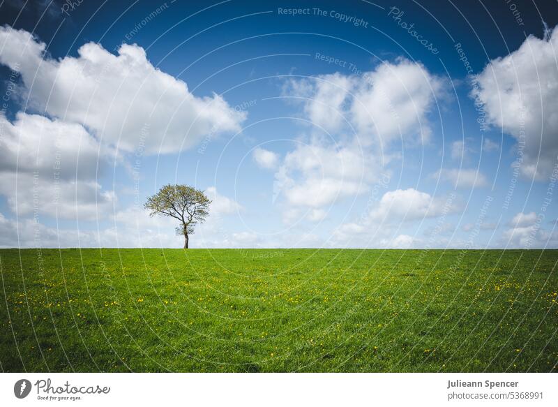 Lone tree on horizon in a green grass field with clouds lone tree sky skyline nature natural environment outside outdoors simplistic simple spring countryside