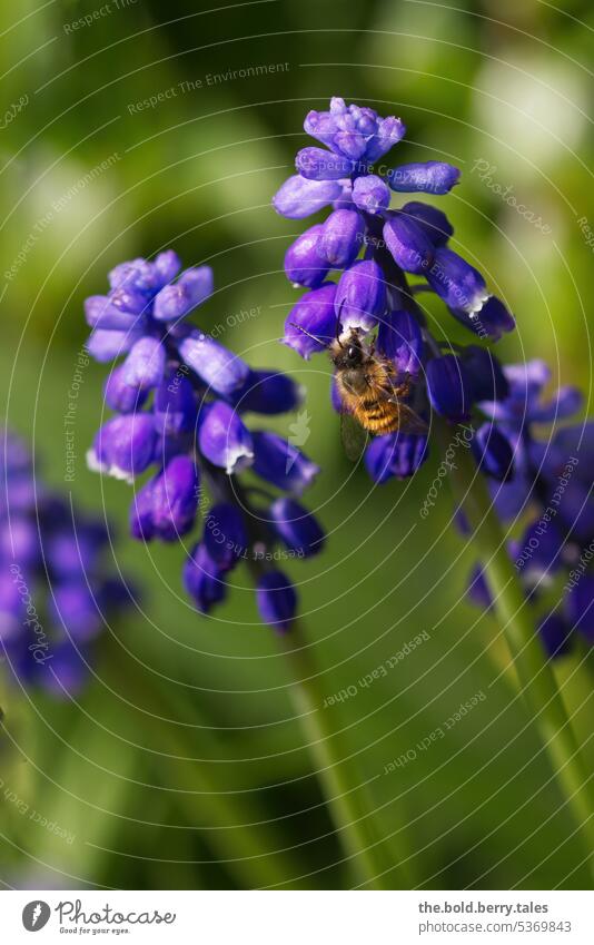 Bee snacking from grape hyacinth Spring Green purple flowers Grape hyacinths Nature Blossom Flower Plant Blossoming Garden Colour photo Violet Exterior shot