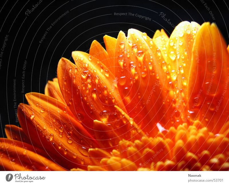 Dana Ellen Gerbera Blossom Leaf Inject Light Black Water Detail Macro (Extreme close-up) Orange Point Gold
