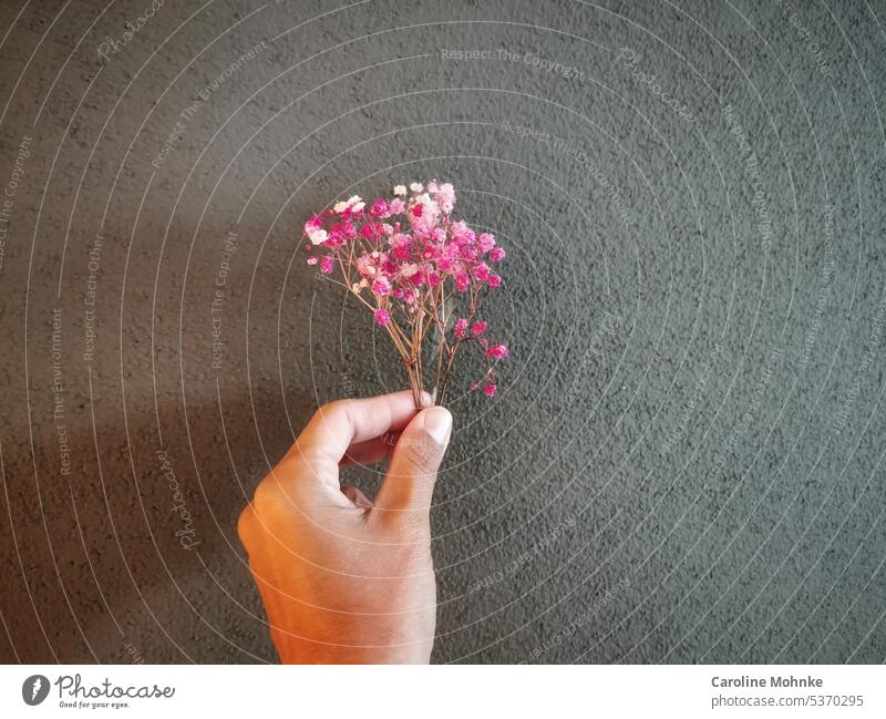 Hand with dried flower Dried flower Dried flowers Woman Wall (building) Plant Flower Nature Colour photo Bouquet Interior shot Dry Shallow depth of field